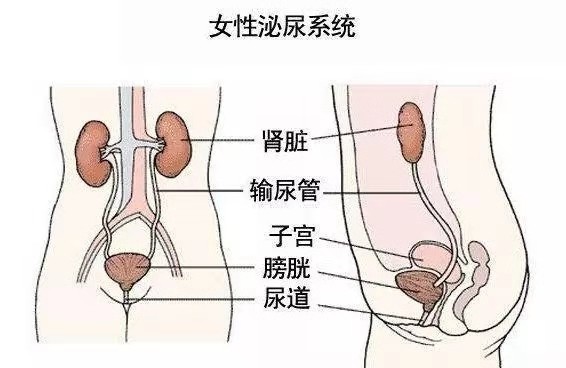 女性尿道尿碱图片