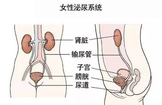 较真丨女生洗澡时站着尿尿,会得妇科病吗?