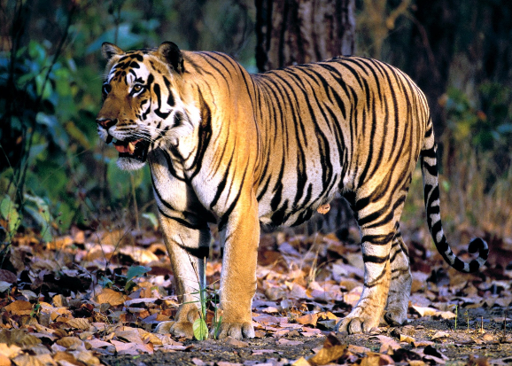 高清动物壁纸:凶猛的孟加拉老虎,亚洲陆地上最强的食肉动物之一