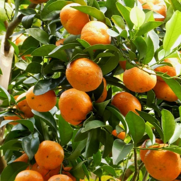 砂糖橘用打叶面肥吗 有什么作用 砂糖橘 叶面肥 柑橘 底肥 果树