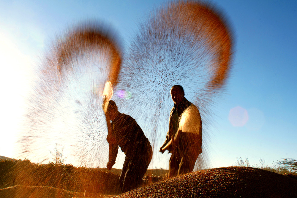 2020十大粮食企业排名_2020年最低收购价粮食收购十大热点