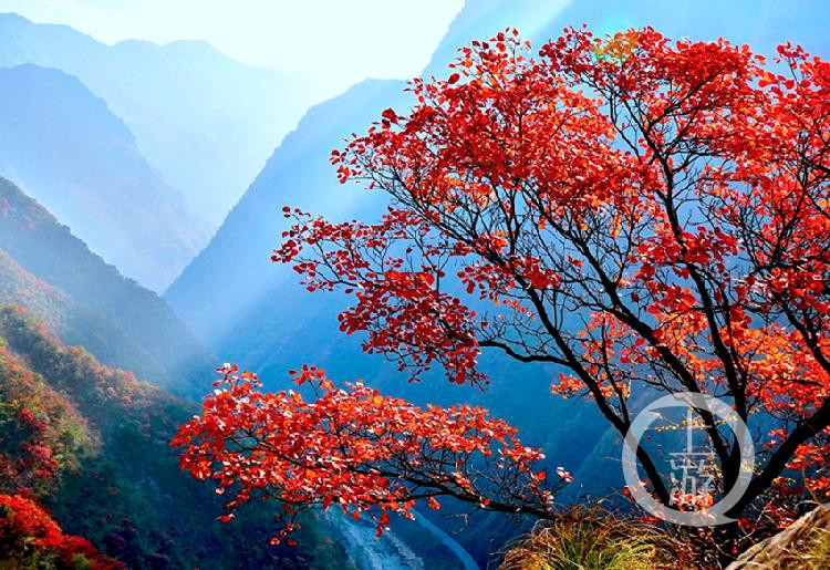 除了大家耳熟能詳的神女峰,小三峽等觀賞紅葉的知名景點外,巫山還有