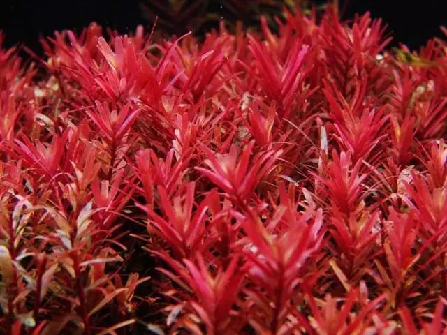 水草养殖栽培红色水草的重点
