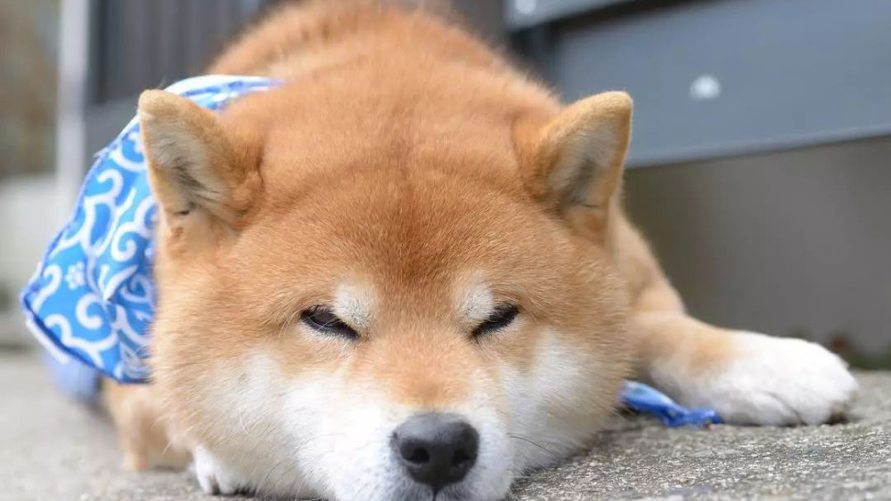 想要和家里的柴犬搞好关系 主人需要经常做好这4点 柴犬就会很听你的话 腾讯新闻