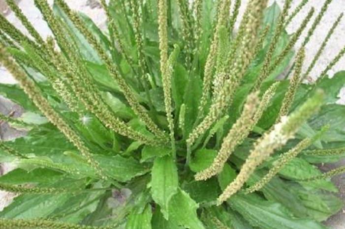 7大治疗前列腺炎的中药,祛湿清热消炎利尿-花瓣养生-花瓣饮食养生