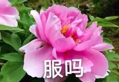 四六级翻译又翻车 霸屏热搜的翻译到底有多奇葩 腾讯新闻