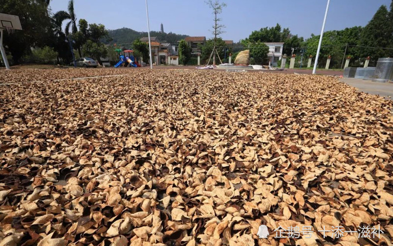 正宗陈皮制作方法是怎么样的图文解说新会陈皮制作过程