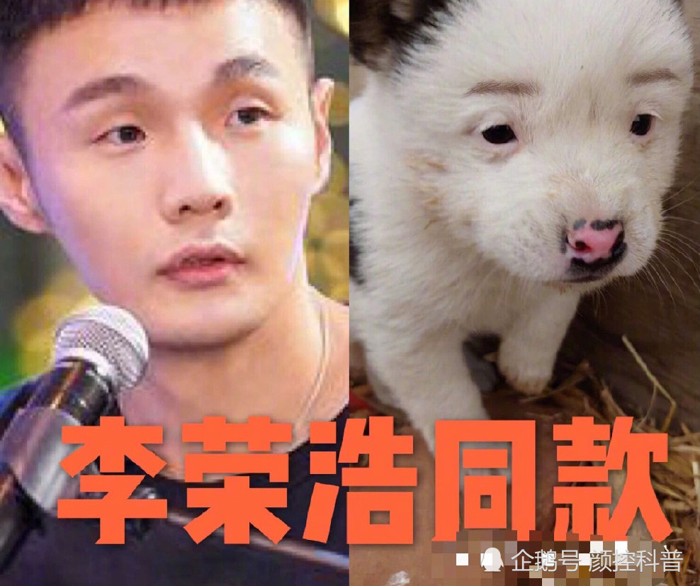 到底要不要割双眼皮看完张若昀撞脸哈士奇我明白了