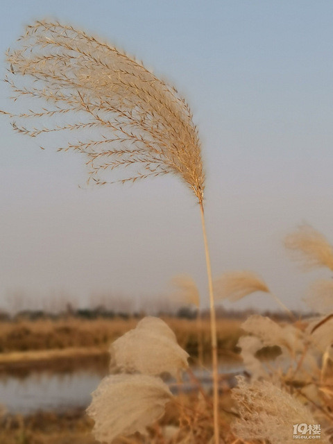 芦荻飞雪,画面太美