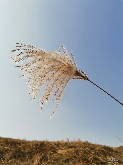 芦荻飞雪,画面太美