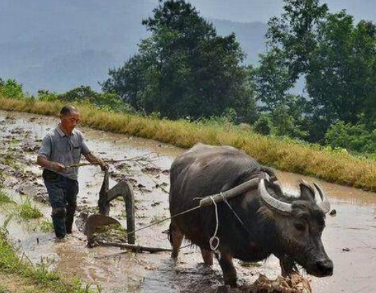 一农民锄地时得到"鸡食盆",专家鉴定后,带回博物馆收藏