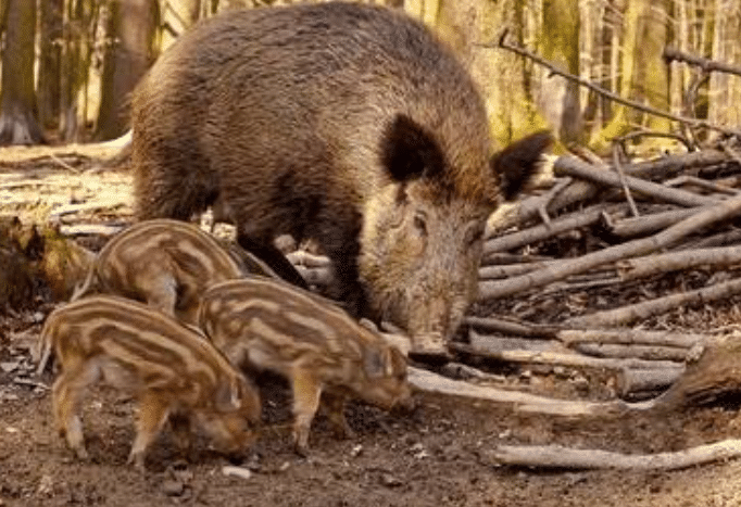 并且这样的美味捕却又不吃它,真是暴殄天物!
