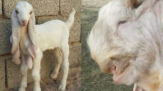 打开腾讯新闻,查看更多图片 >这是叙利亚和埃及的罕见山羊品种,它们的