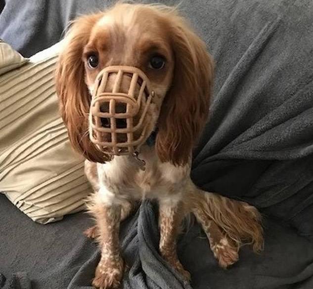 一岁半西班牙猎犬见啥吃啥,连嘴套也吞掉,做了