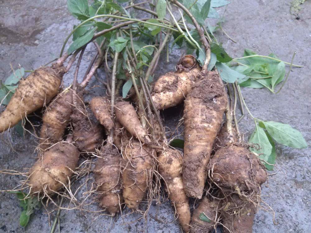 农村山区常见的"山萝卜",现在一斤卖到几十块,看到别错过