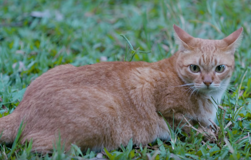 狗狗想进 猫乐园 却被拒 奶牛猫成它朋友后带它进去 腾讯新闻