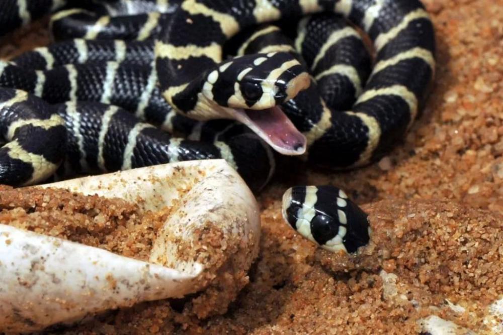 在佛山禅城,一条身体带有环形花纹的小蛇闯进民居,还悄无声息地