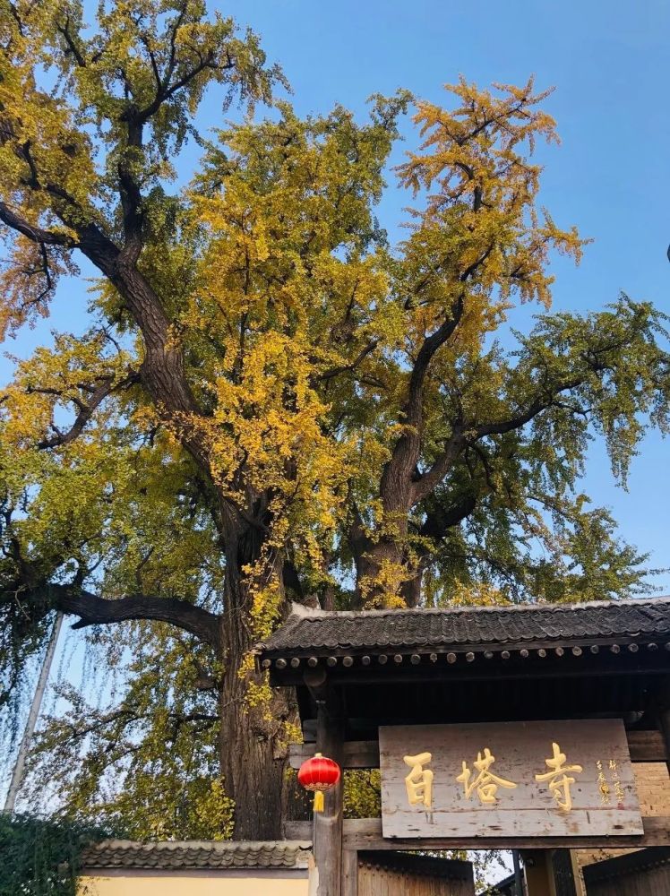 百塔寺,也有棵1700年的银杏,残墟犹存的它,保留着垣墙照壁,泛黄经书的