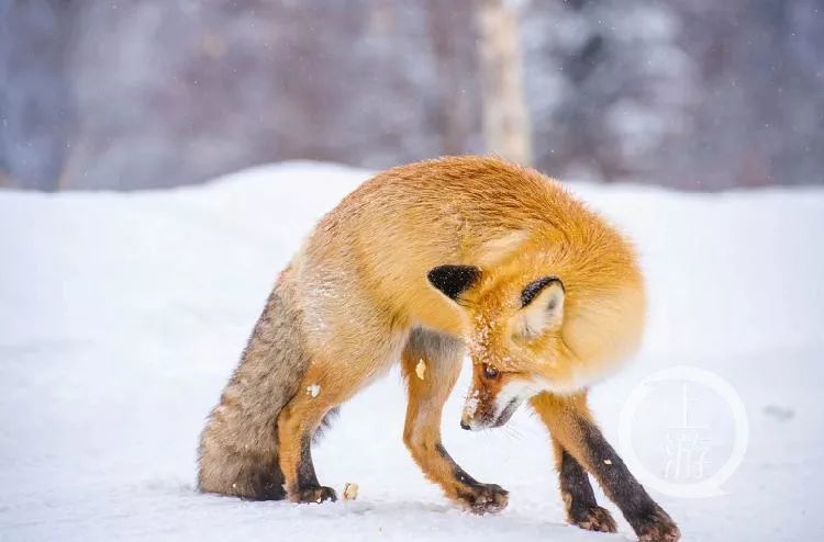 大兴安岭惊现火狐狸?视频发布者现身致歉,而摄影师这样说