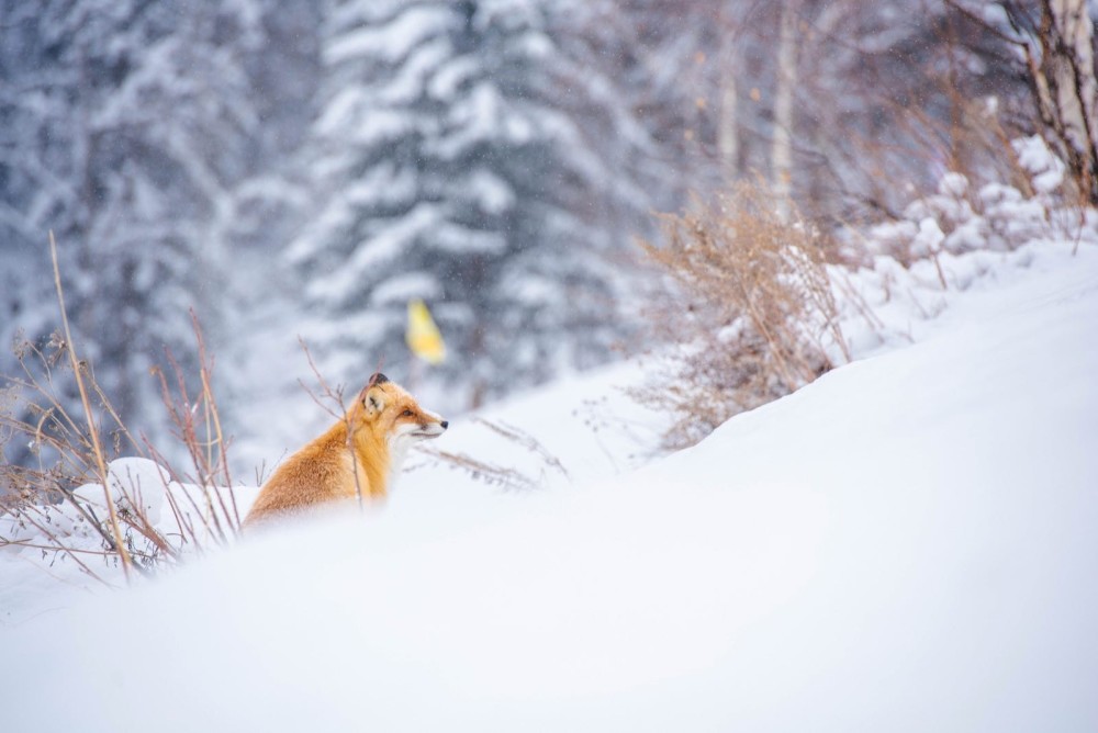 "大兴安岭火狐狸"视频当事人致歉 原视频拍摄者:接受道歉,不打算追责