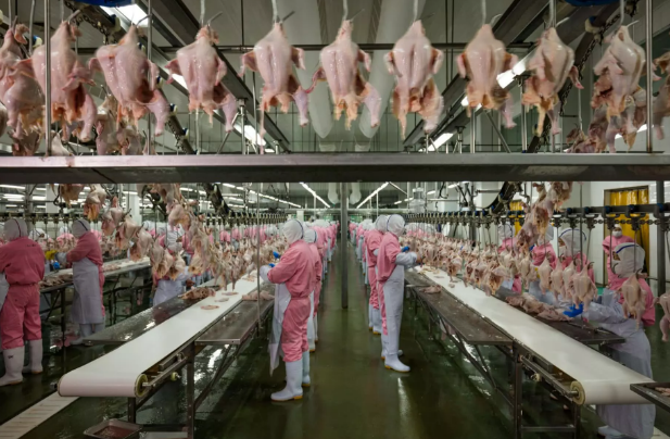 鸡需要一百天才能够完成成大 ,之后就都送去了屠宰场进行宰杀清洗干净