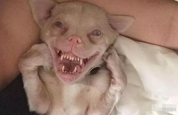 世界上最可怕的狗图片图片