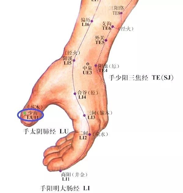 【視頻】每日一穴位 手太陰肺經之少商