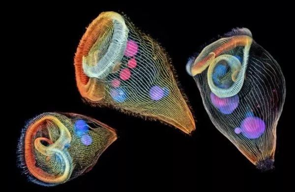 喇叭虫属(或喇叭状微生物,trumpet animalcules)是一群单细胞淡水原生
