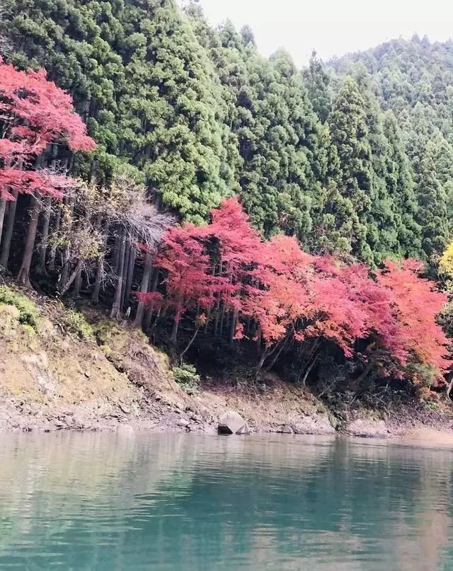 岚山保津峡游船看尽两岸层林浸染的红叶风光 游动的新体验 腾讯新闻