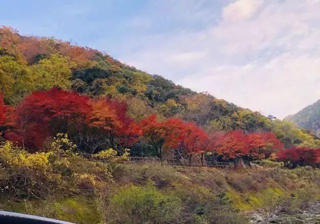 岚山保津峡游船看尽两岸层林浸染的红叶风光 游动的新体验 腾讯新闻