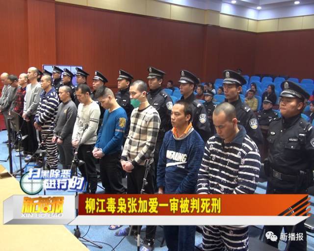 新闻追踪│柳江毒枭张加爱一审被判死刑