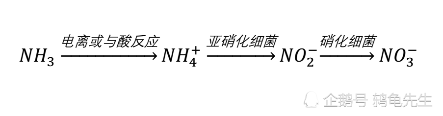 水草能够代替硝化细菌处理氨氮吗 完全可以 并且水草去除氨氮效果更好 腾讯新闻