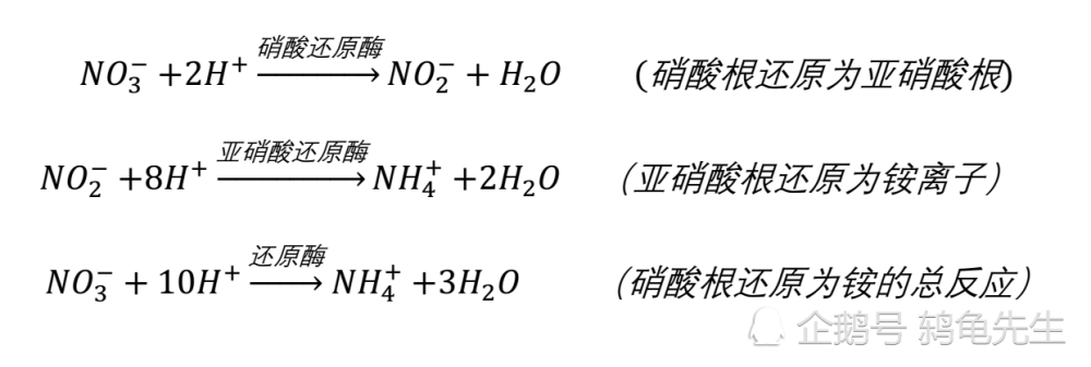 水草能够代替硝化细菌处理氨氮吗 完全可以 并且水草去除氨氮效果更好 腾讯新闻