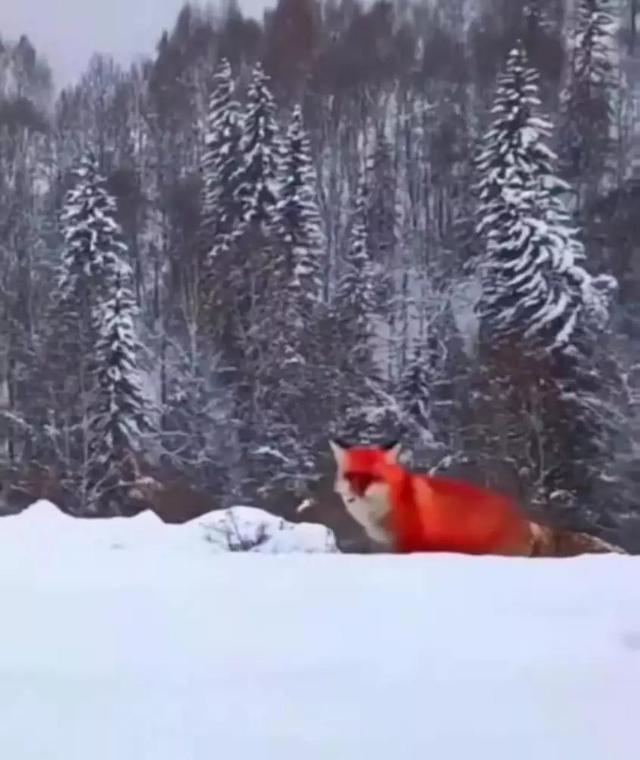 刷屏的 红狐 被证实造假 专家揭秘火狐真实情况 腾讯新闻