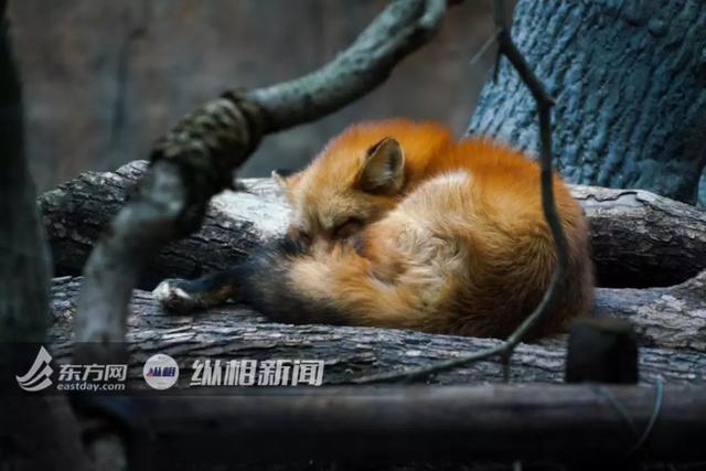 刷屏的 红狐 被证实造假 专家揭秘火狐真实情况 腾讯新闻