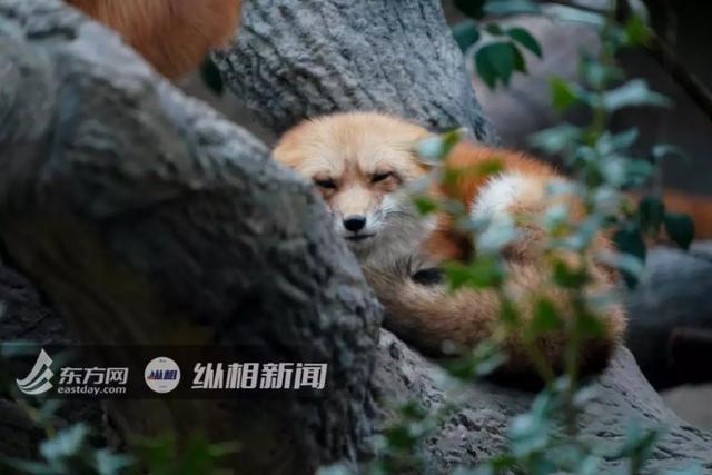 刷屏的 红狐 被证实造假 专家揭秘火狐真实情况 腾讯新闻