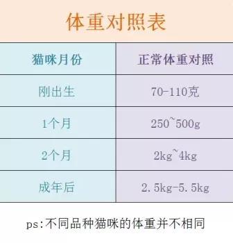 该减肥了 胖猫最容易患这5大疾病 腾讯新闻