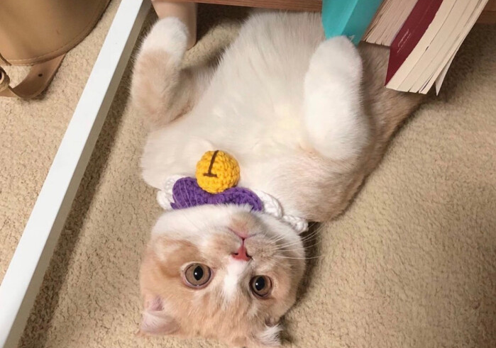 怎样预防猫咪便秘？症状有哪些？_腾讯新闻