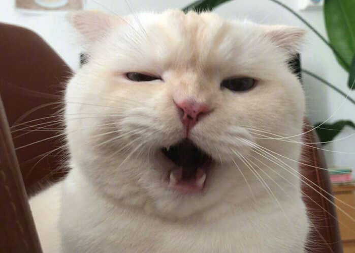 怎样预防猫咪便秘？症状有哪些？_腾讯新闻