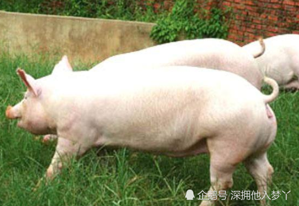 0年以来最大的猪 体重达961公斤 但是结局却令人悲伤 腾讯新闻