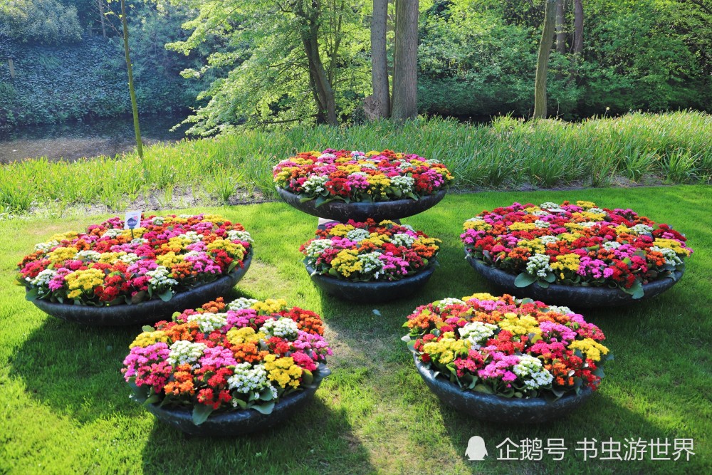库肯霍夫 小时候挂历中的郁金香花园原来是这样的 腾讯新闻