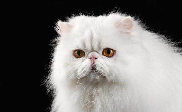 波斯猫的眼睛为什么一蓝一黄?
