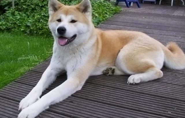 秋田犬 名气这么大长得也不难看 为什么在中国养的那么少呢