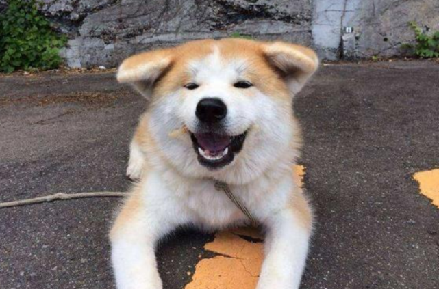 秋田犬 名气这么大长得也不难看 为什么在中国养的那么少呢