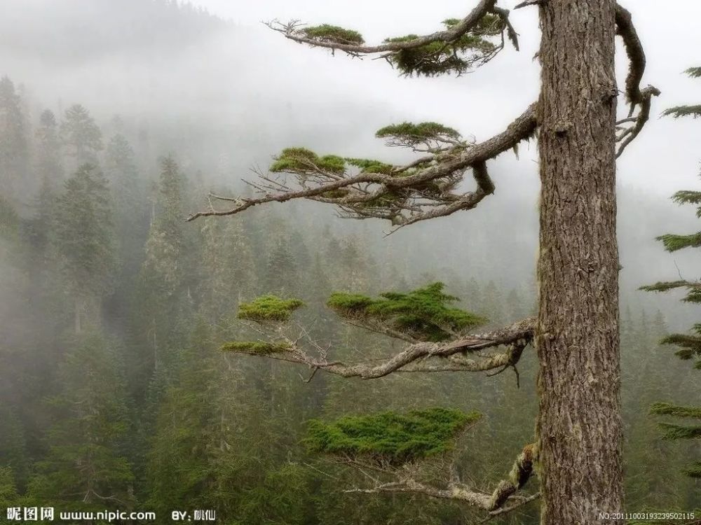 山顶有棵大树 杨文斌