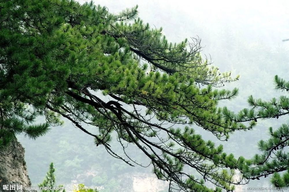 山顶有棵大树杨文斌