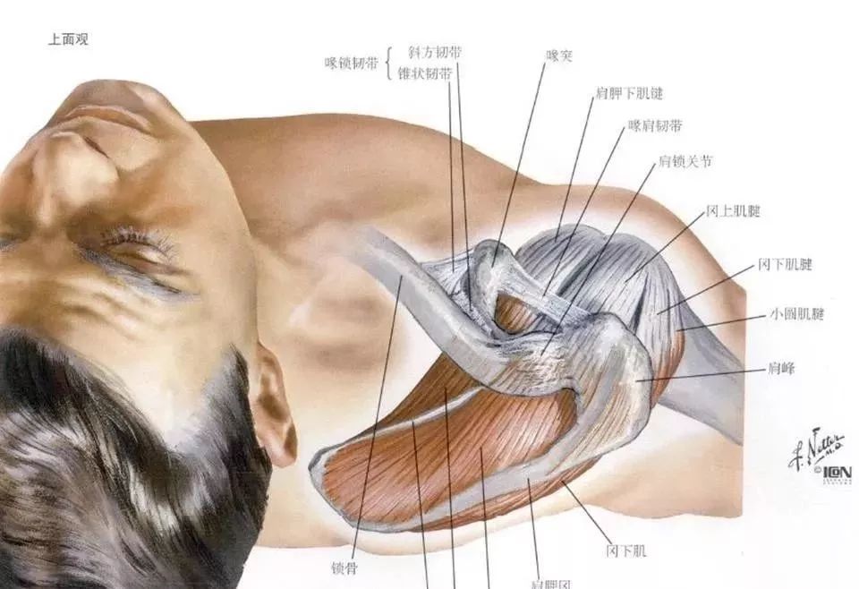 超全人体肩关节解剖图解 腾讯新闻