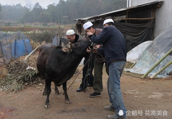 农村杀耕牛的时候农民会把牛眼睛蒙上这是为什么这里面有讲究的