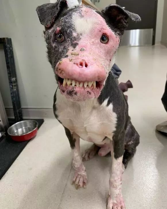 面对外表有点吓人的狗狗,义工都被吓着了,网友的留言却很暖心