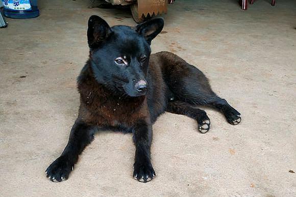 网友家养了一只土狗,它是一只纯黑色的土狗,当时好几个人都想要它